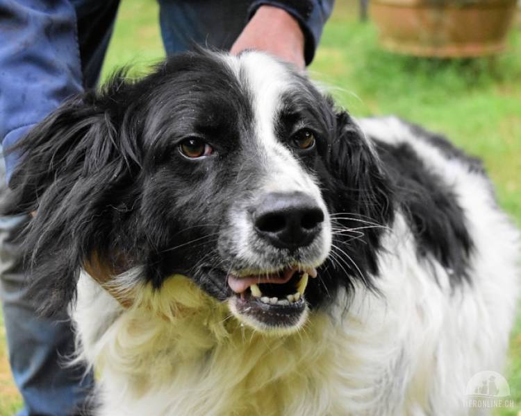 Hunde Ausland