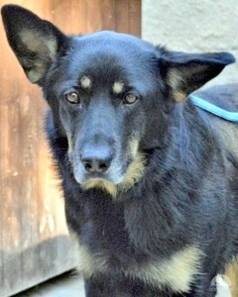 Hunde Ausland