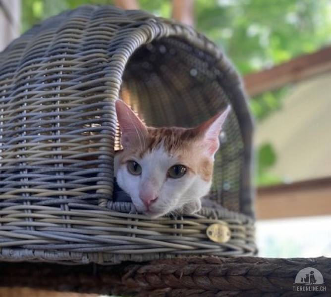 Katzen Schweiz