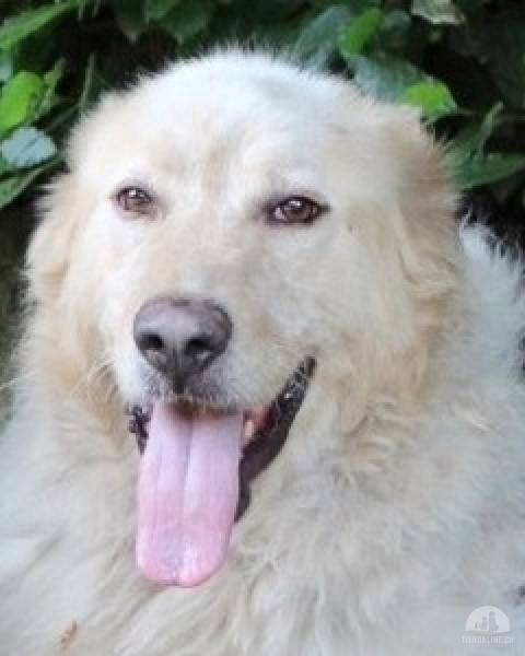 Hunde Ausland
