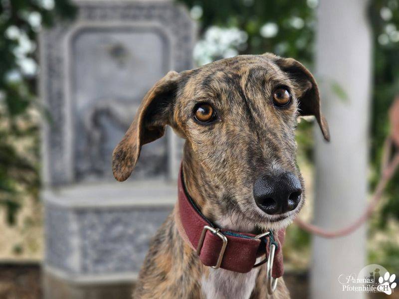 Hunde Ausland