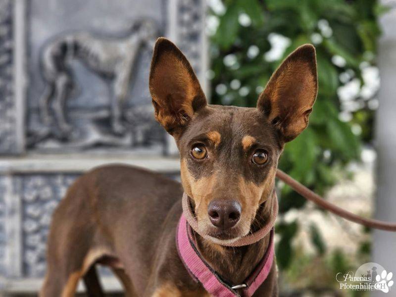 Hunde Ausland