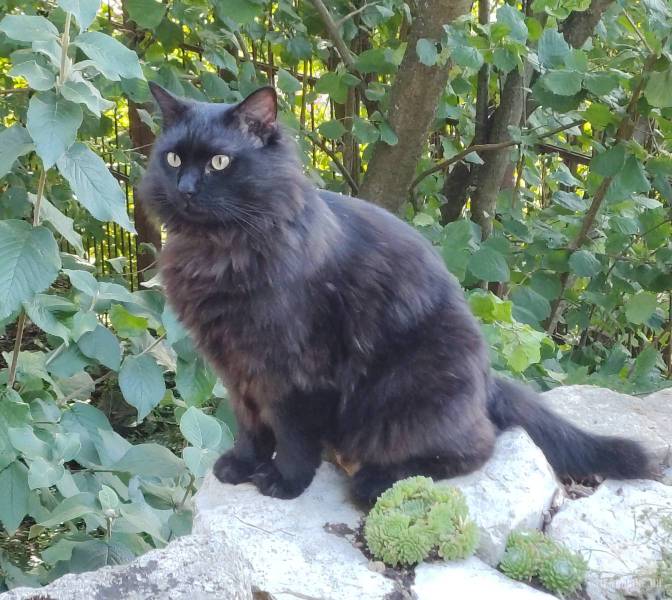 Katzen Ausland