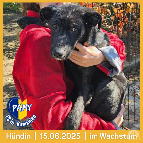 Hunde Ausland