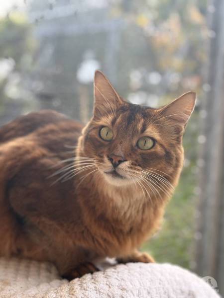 Katzen Schweiz