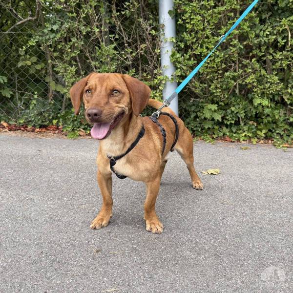 Hunde Schweiz