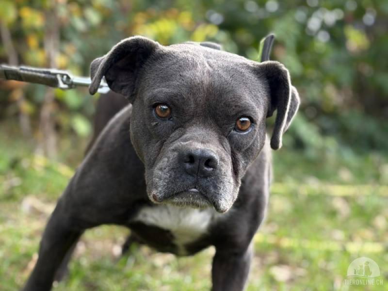 Hunde Ausland