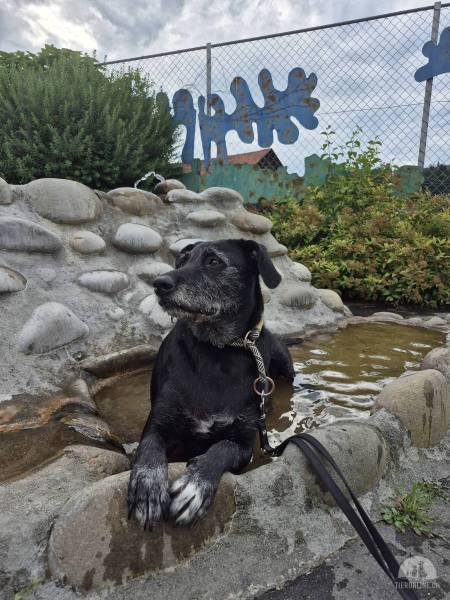 Hunde Schweiz