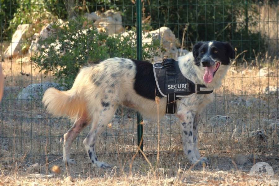 Hunde Ausland