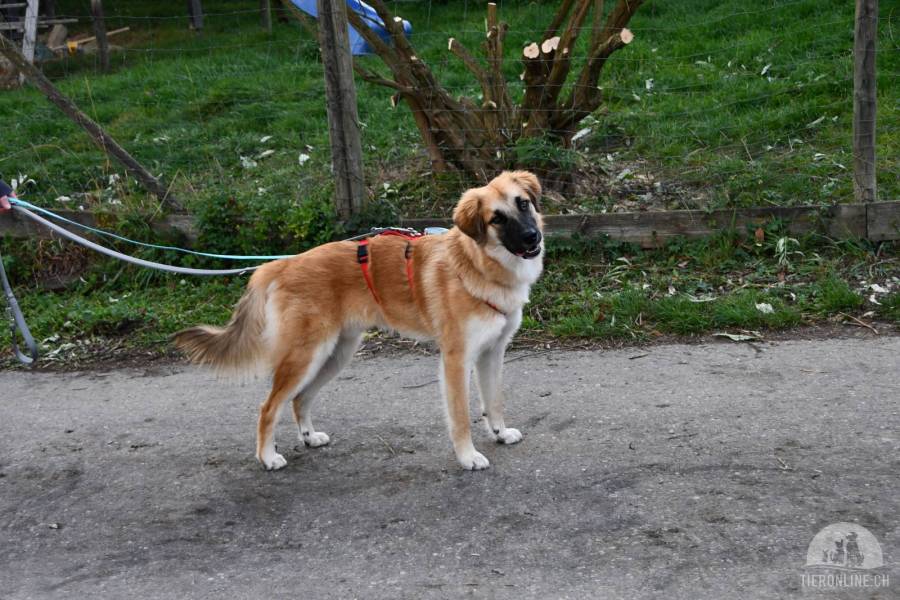 Hunde Deutschland