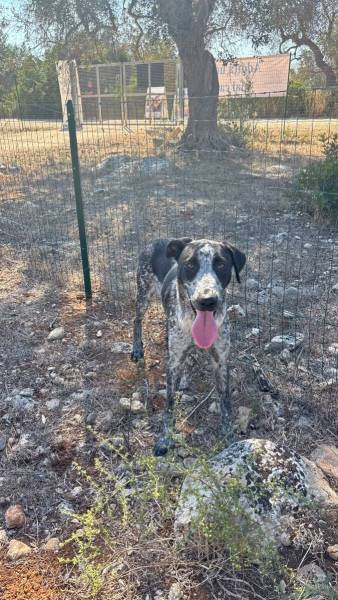 Hunde Ausland