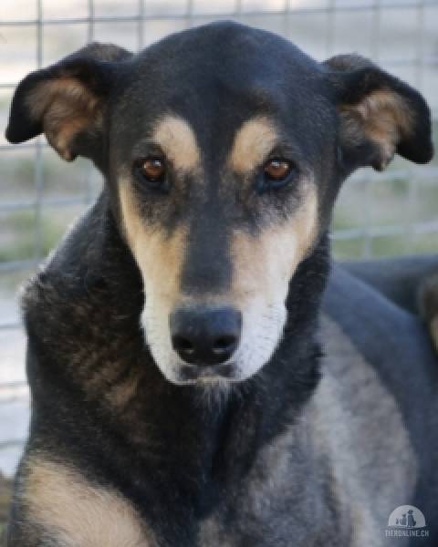 Hunde Ausland