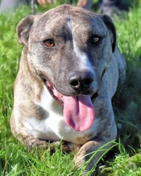 Hunde Ausland