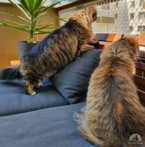 Katzen Schweiz