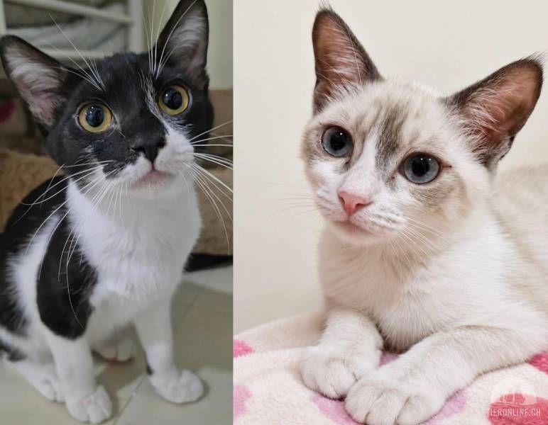 Katzen Schweiz