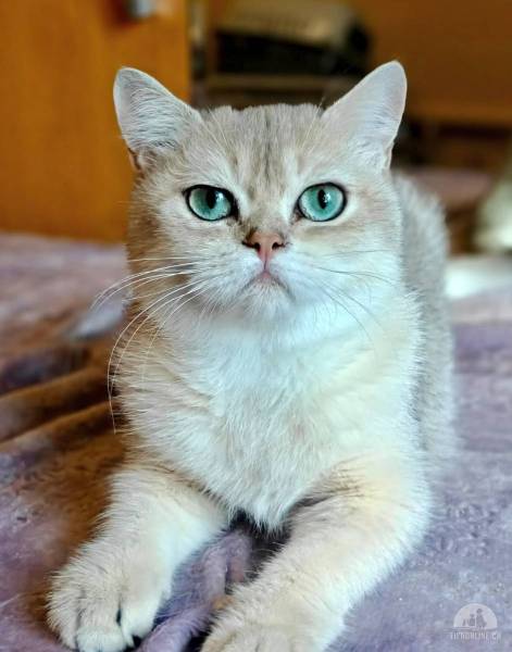 Katzen Schweiz