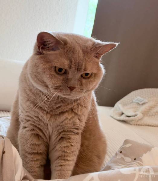 Katzen Schweiz