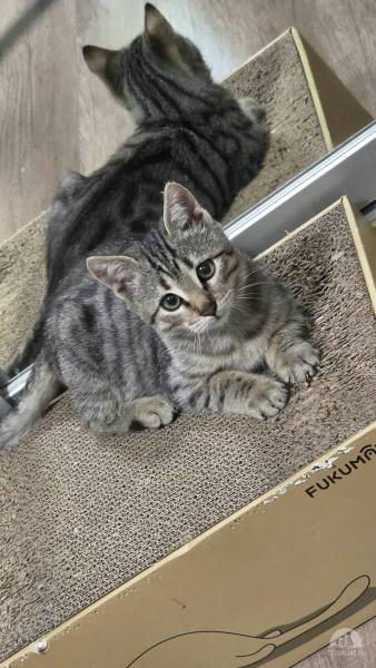 Katzen Ausland