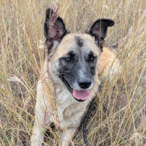 Hunde Ausland