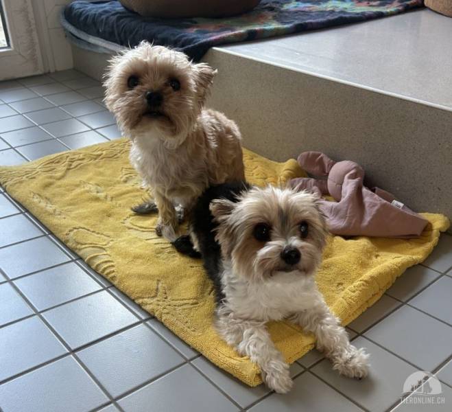 Hunde Schweiz