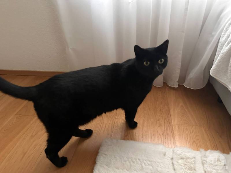 Katzen Schweiz