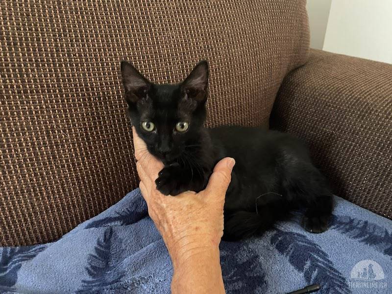 Katzen Ausland