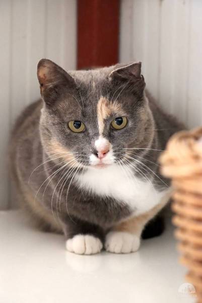Katzen Ausland