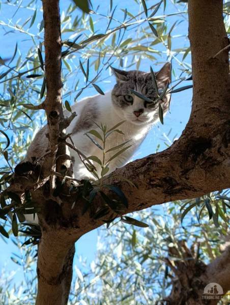 Katzen Ausland