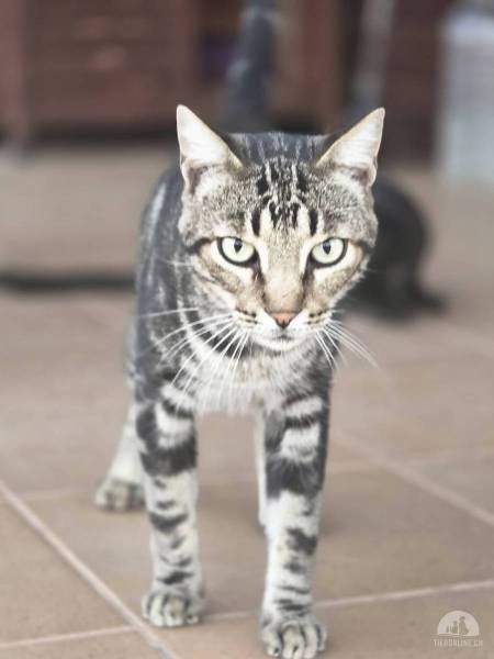 Katzen Ausland