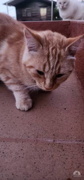 Katzen Ausland