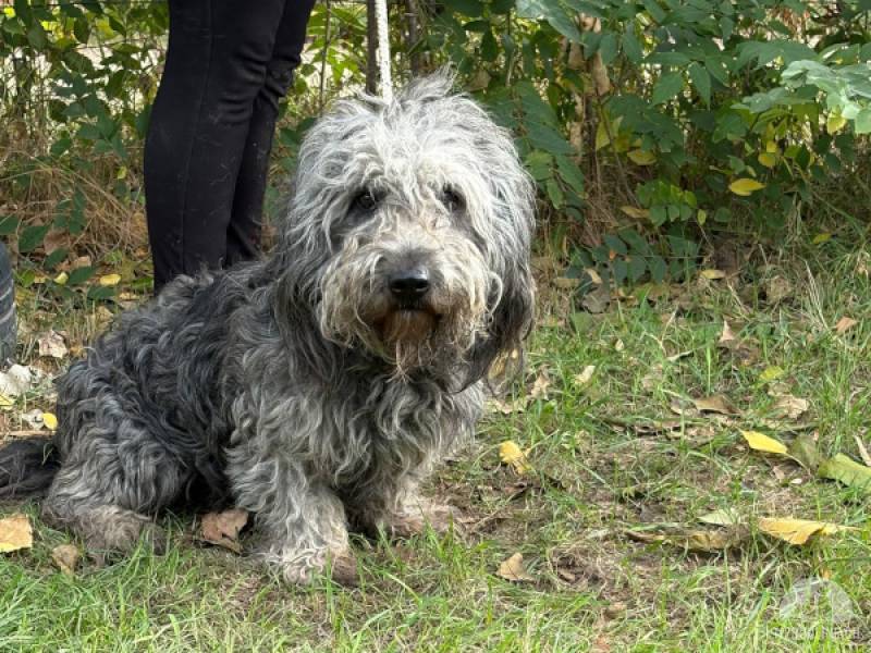 Hunde Schweiz