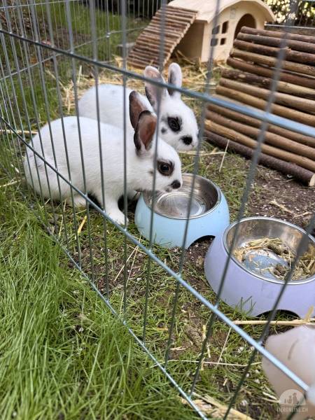 Nagetiere