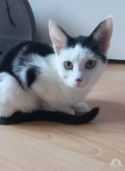 Katzen Schweiz