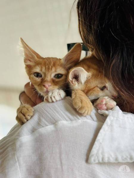 Katzen Ausland