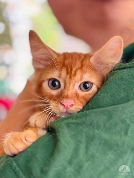 Katzen Ausland