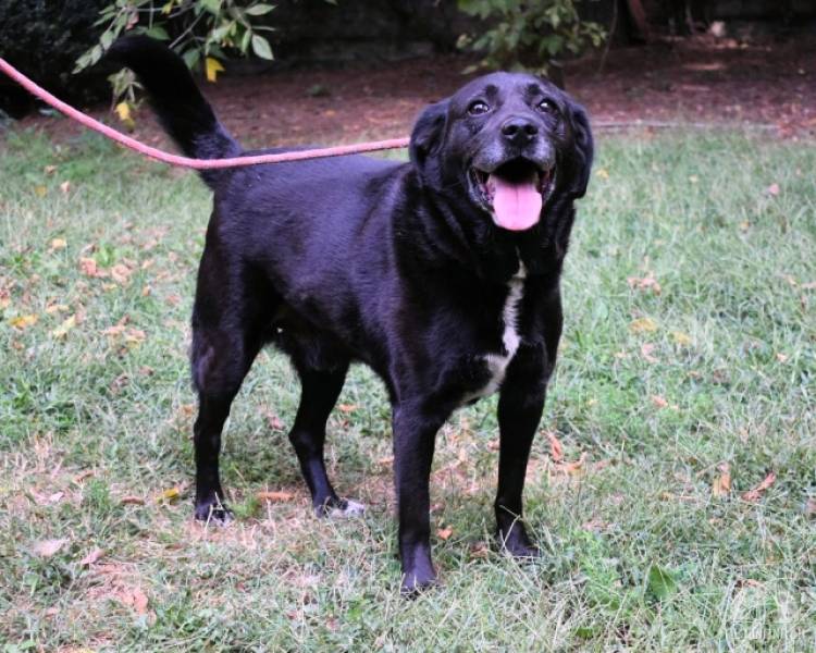 Hunde Ausland