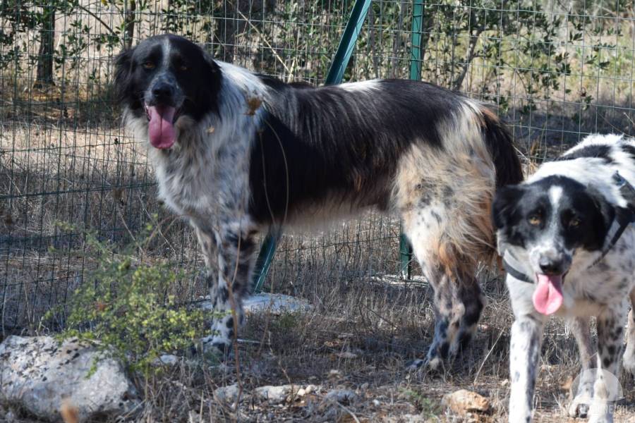 Hunde Ausland