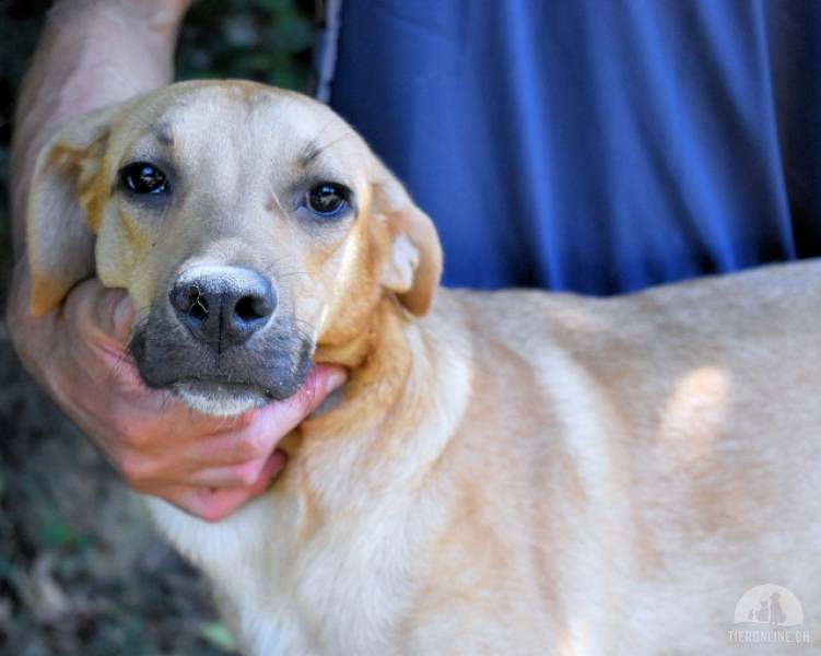 Hunde Ausland