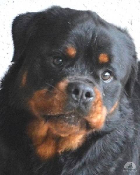 Hunde Ausland