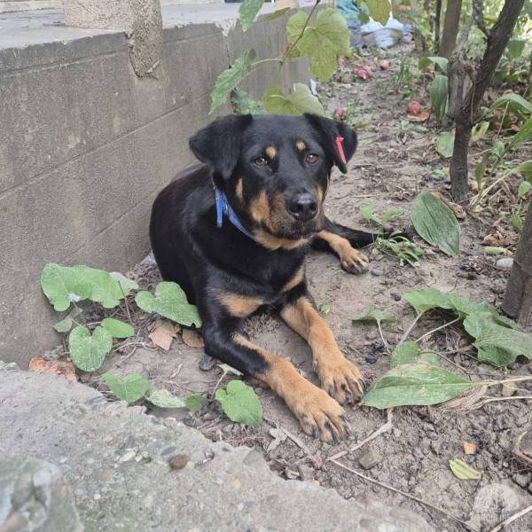 Hunde Ausland