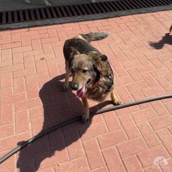 Hunde Ausland