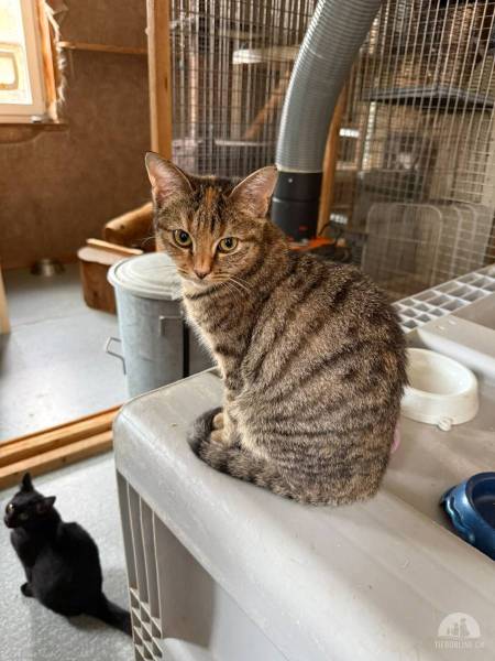Katzen Schweiz