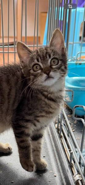 Katzen Schweiz
