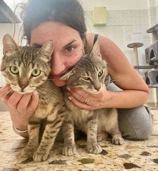 Katzen Ausland