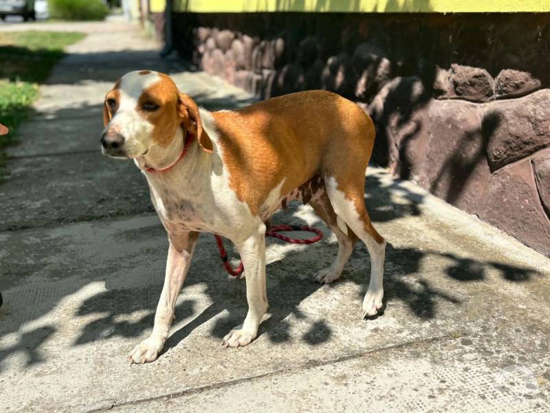 Hunde Ausland