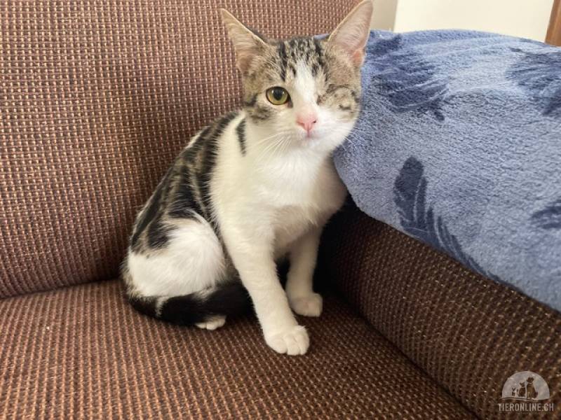Katzen Ausland