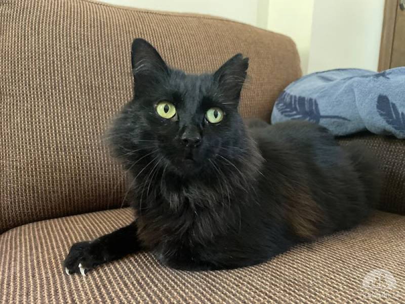 Katzen Ausland