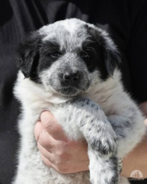 Hunde Ausland