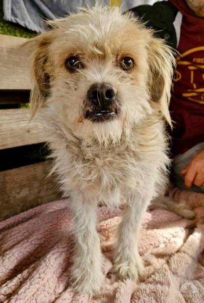 Hunde Ausland