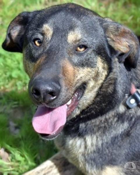 Hunde Ausland